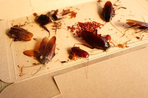 Las cucarachas se sienten atraídas por los restos de comida.