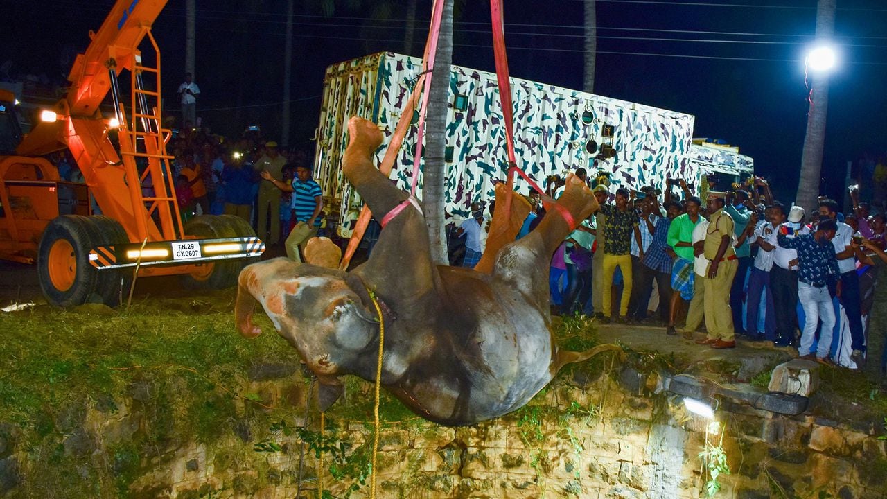 En esta imagen tomada el 19 de noviembre de 2020, los oficiales forestales y los bomberos usan una grúa para tirar de un elefante y rescatarlo después de que cayera en un pozo profundo en Dharmapuri, Tamil Nadu. (Foto por - / AFP)
