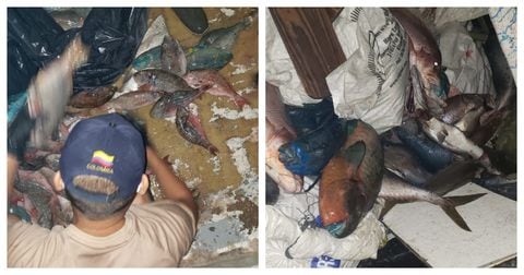 Decomiso de peces en San Andrés