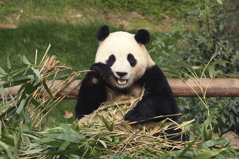 El panda gigante Fu Bao come bambú en el parque de diversiones Everland el 3 de marzo de 2024, en Yongin, Corea del Sur. Una multitud de personas, algunas llorando, se reunieron en el parque de diversiones empapado por la lluvia en Corea del Sur para despedirse de su amado panda gigante antes de su partida a China el miércoles 3 de abril.