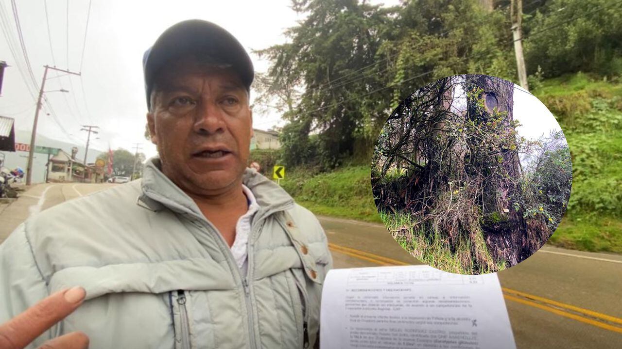 José Reyes, vecino de La Calera, alertando por posible caída de un árbol gigante.