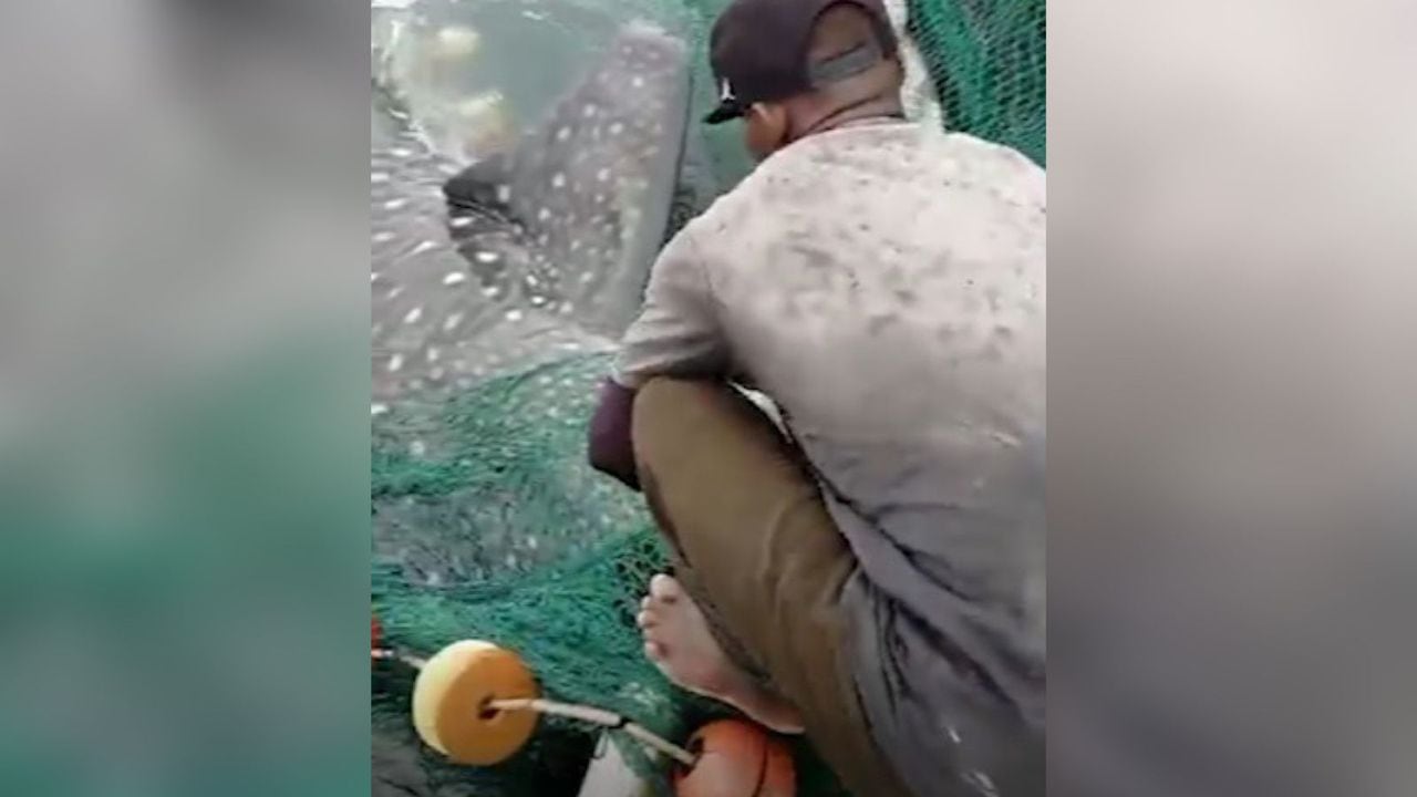 Los pescadores liberaron al tiburón ballena.