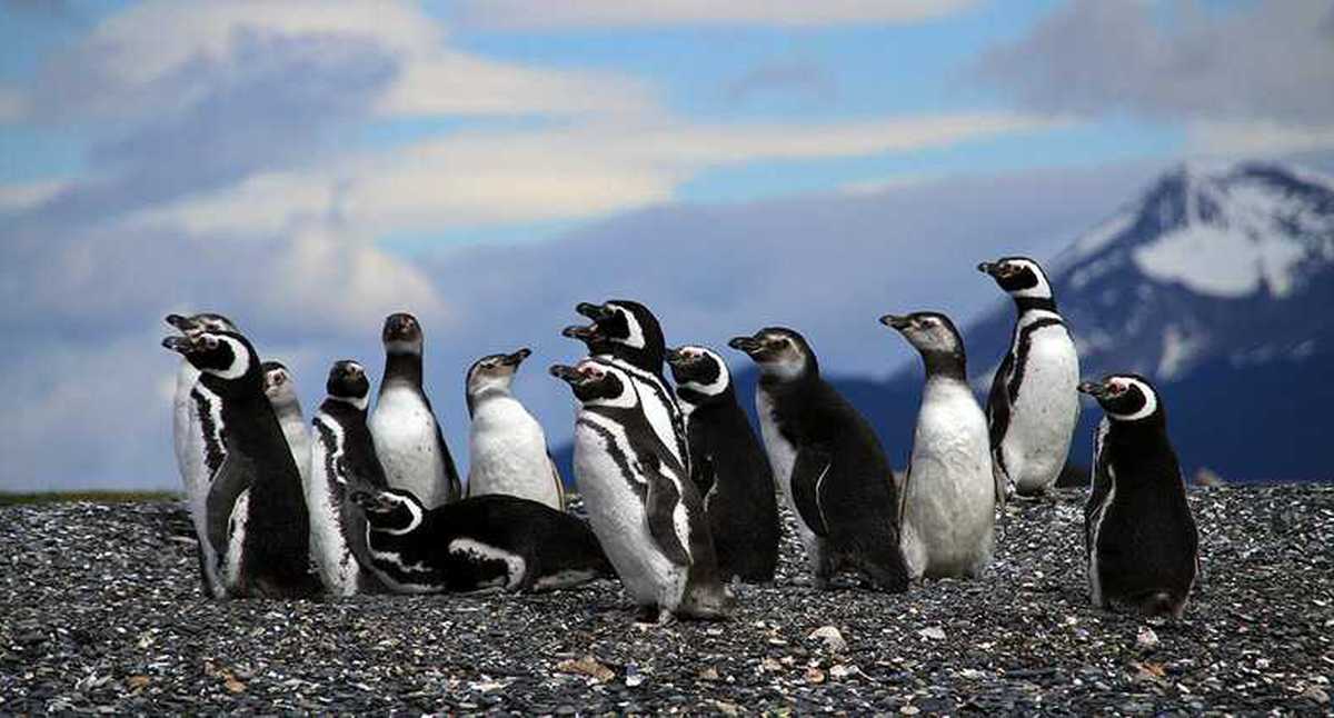 Pingüinos Humboldt detuvieron la construcción de una mina de hierro y cobre en Chile