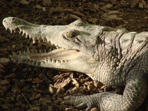 Crocodylus acutus, más conocido como caimán aguja o del Magdalena, habita en las cuencas del Caribe, Magdalena y Pacífico de Colombia.