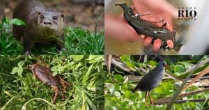 Estas cuatro especies son una pequeña muestra de la biodiversidad presente en el río Bogotá.