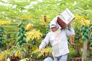 Pese todas las contigencias del año pasado, la producción agropecuaria del país se mantuvo estable en 2021.