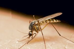 Así es el mosquito "Aedes aegypti", causante del zika.