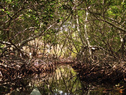 El 75 por ciento de la superficie terrestre del planeta ha sido alterada
significativamente por las acciones humanas, incluidas extensas áreas de
manglares y humedales, que son clave para protegernos ante el cambio climático.