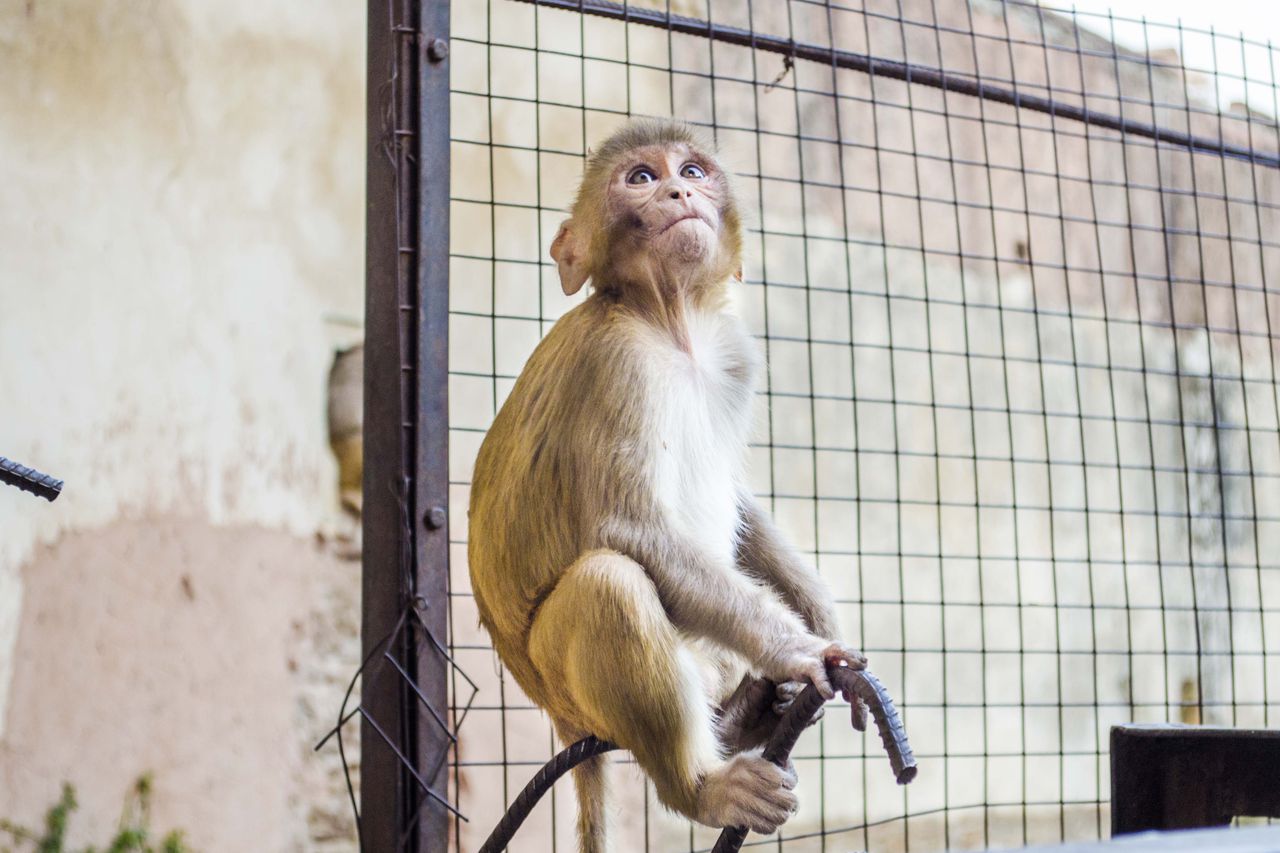 En India los monos son sagrados, de ahí que en el hinduismo Hánuman sea el dios mono. Fotografía de Katerine Lara Rojas.