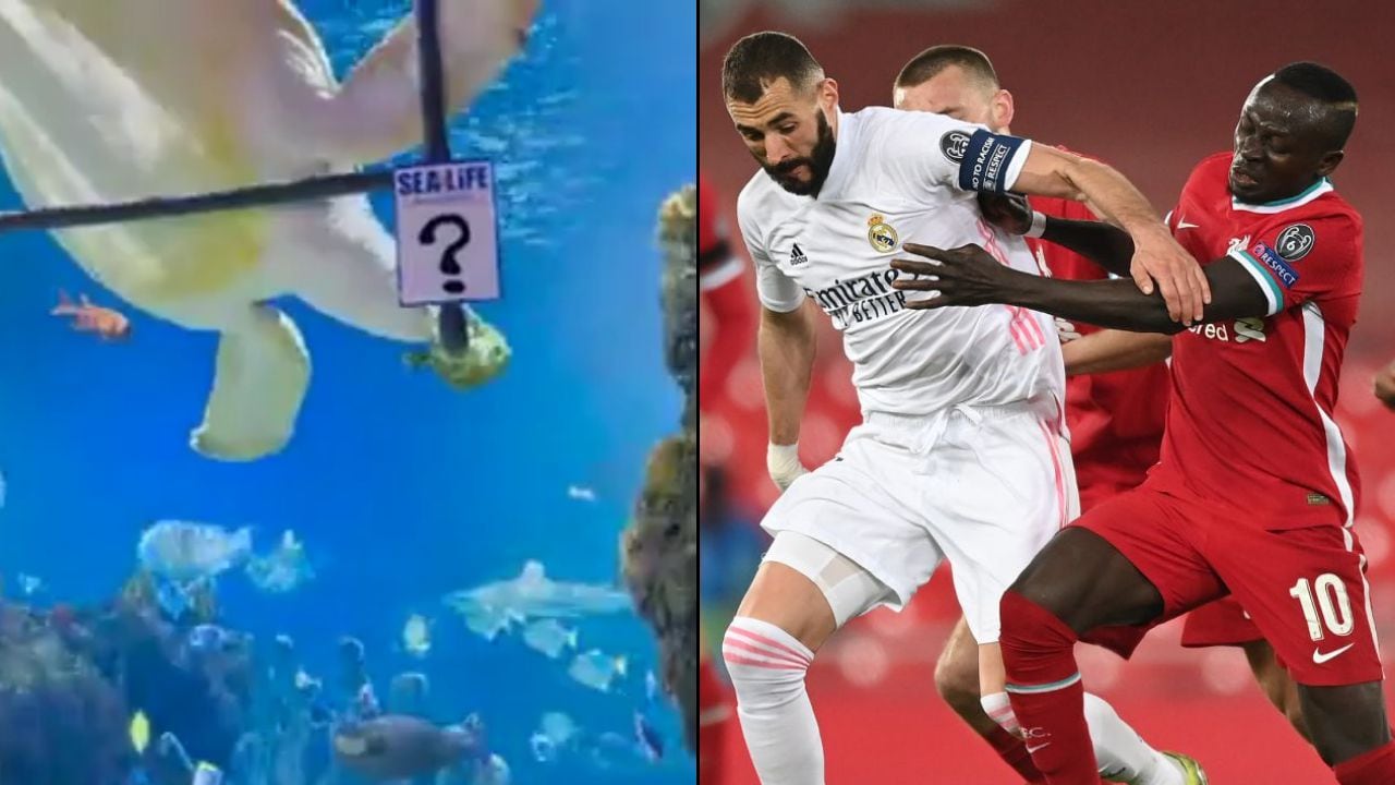 El animal marino definió el ganador de la Champions League entre Real Madrid y Liverpool.