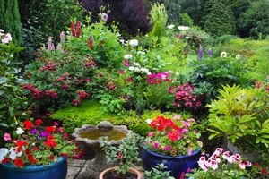 Los geranios son plantas de exterior con flores de atractivos y colores vivos que florecen durante el verano y son bastante resistentes.