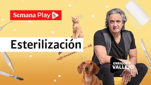 Esterilización - Enrique Vallejo en Salud Animal