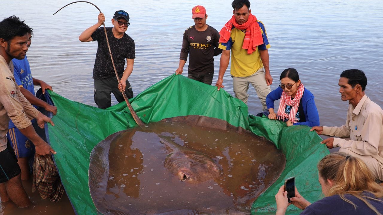 This handout photo taken on May 5, 2022 and released on May 10 by the US-funded Wonders of the Mekong project shows a female giant freshwater stingray -- weighing 400 pounds (181 kg) and measuring 13 feet (3.96 metres) in length -- that was caught and released in the Mekong River in Cambodia's Stung Treng province. - Cambodian fishermen on the Mekong River got a shock when they indavertently hooked an endangered giant freshwater stingray, scientists said May 11. (Photo by Chhut Chheana / Wonders of the Mekong / AFP) / RESTRICTED TO EDITORIAL USE - MANDATORY CREDIT "AFP PHOTO / WONDERS OF THE MEKONG / Chhut Chheana" - NO MARKETING NO ADVERTISING CAMPAIGNS - DISTRIBUTED AS A SERVICE TO CLIENTS