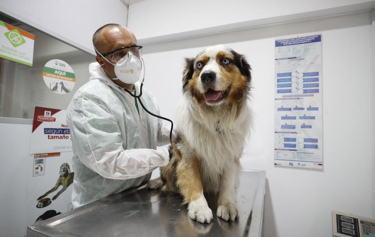 Salud de las mascotas se puede afectar por el confinamiento