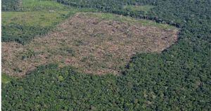 La deforestación es el principal problema ambiental que enfrenta Colombia en la actualidad. Foto: Rodrigo Botero - Colombia hoy.  