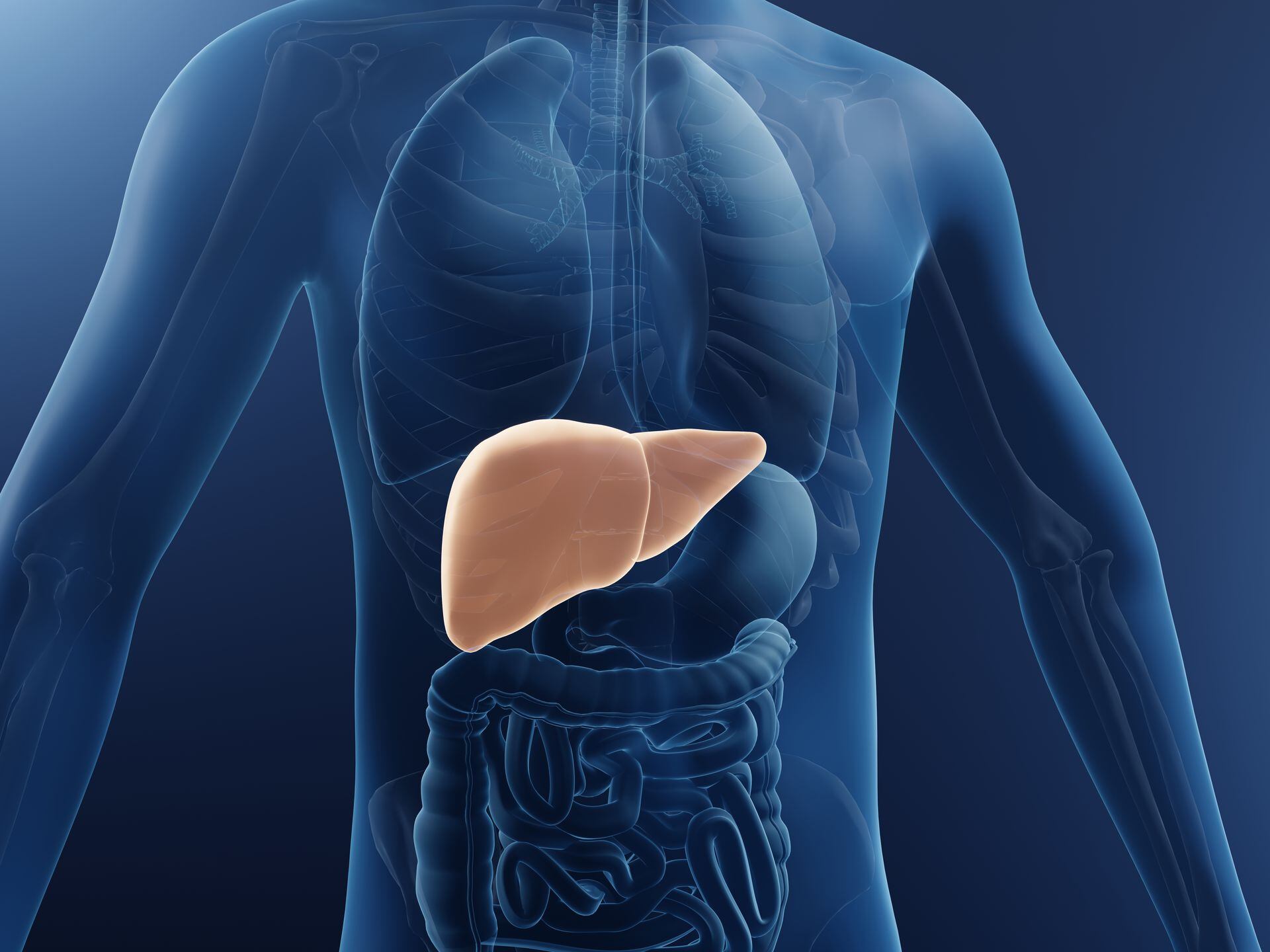 The liver is one of the vital organs of the body.