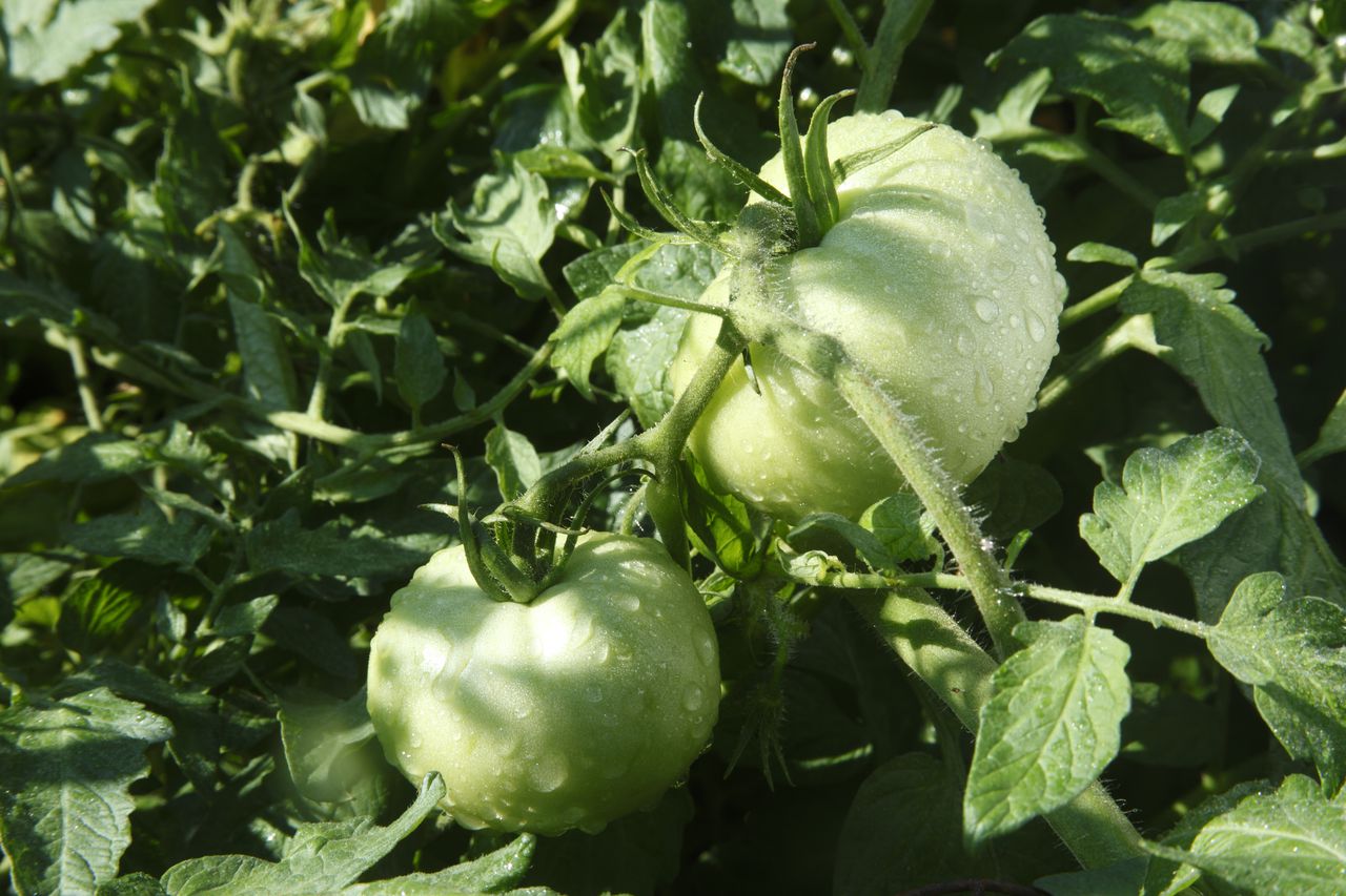 El tomate también es ideal para mejorar el tránsito intestinal y “evita problemas de estreñimiento y distensión abdominal”.