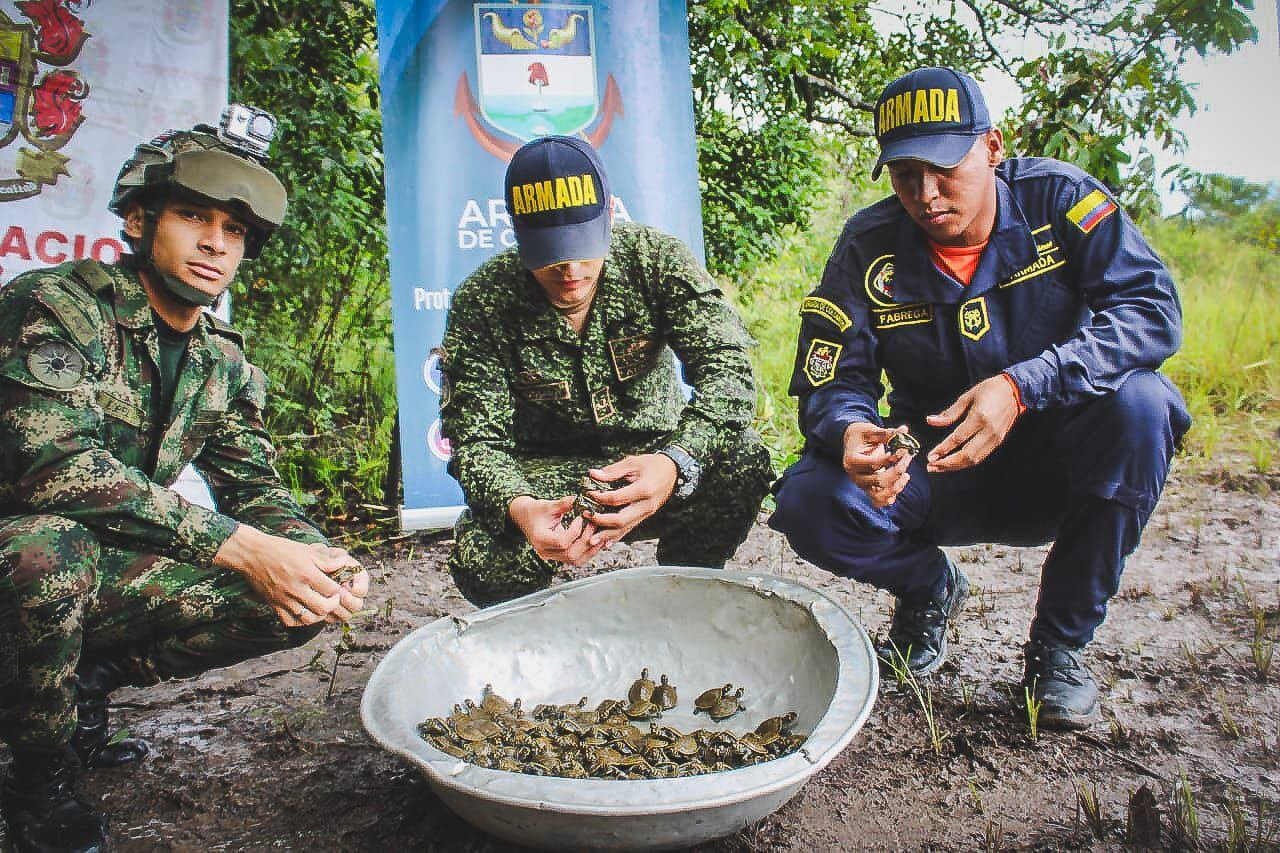 Operativos liderados por la Armada Nacional permitieron la liberación de más de 300 tortugas y un armadillo en el oriente colombiano.