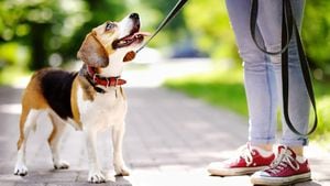 Mujer joven caminando con perro Beagle en el parque de verano