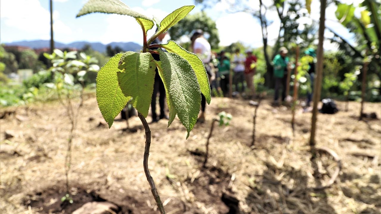 Durante la Administración de la alcaldesa de Bogota se han sembrado 340.000 árboles
