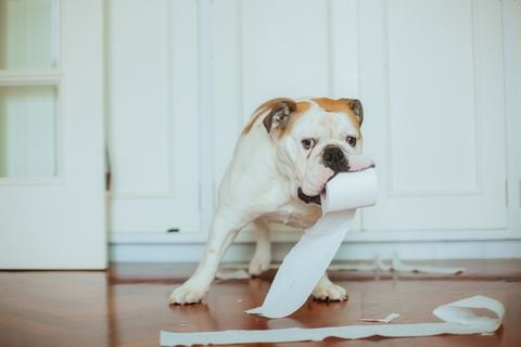 Perro y papel higiénico