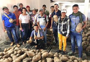 25 familias cultivaron más de 20 toneladas de ñame en El Carmen de Bolívar