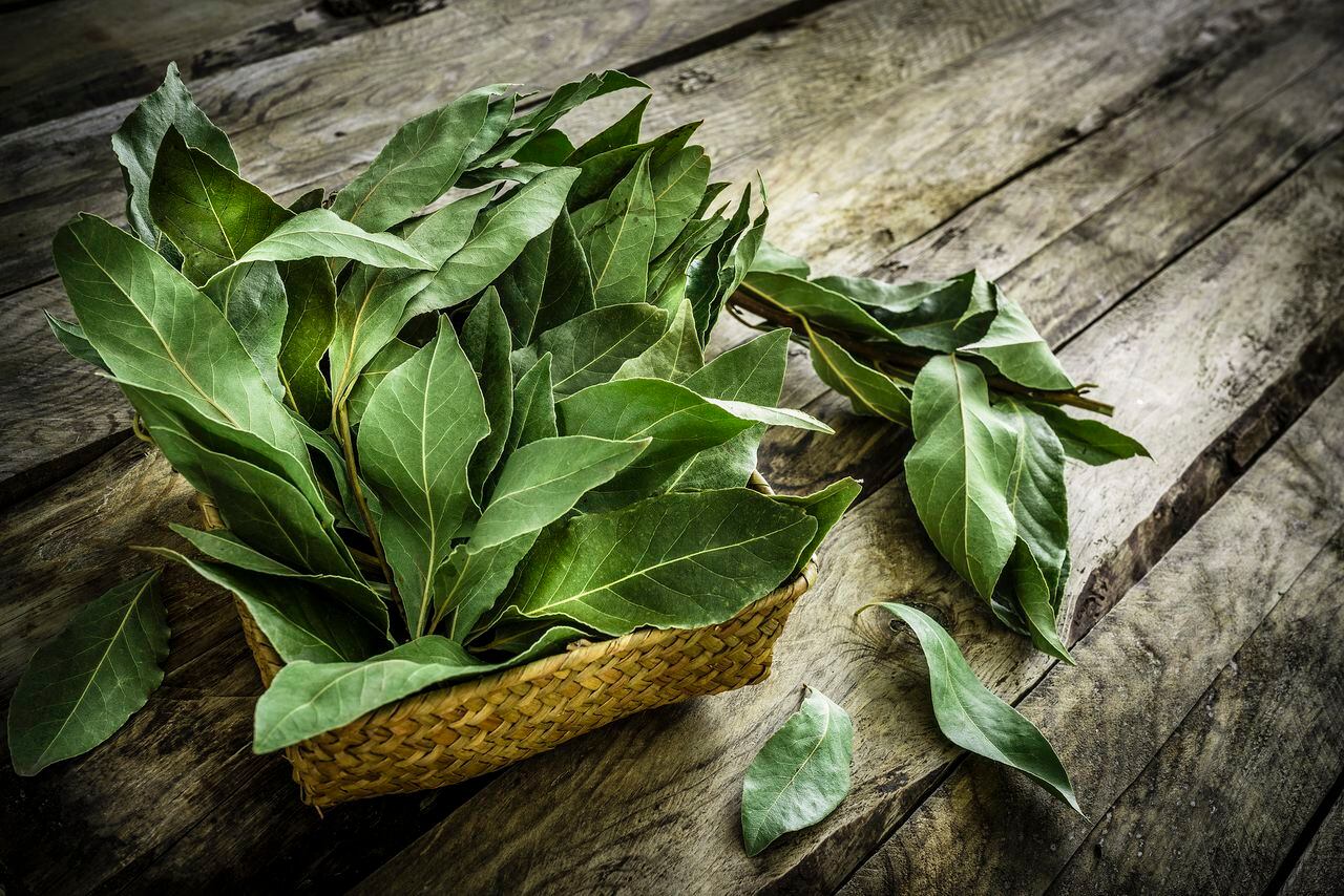 El laurel es una opción para reducir el azúcar en la sangre mediante su consumo.