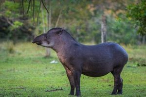 Estudio sobre los registros de mamíferos en Colombia muestra que la Amazonia cuenta con los mayores vacíos de información.