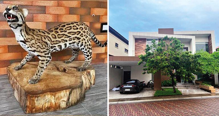   Al Gato le gustaba disecar sus mascotas y poseía en Ecuador lujosas mansiones, que, según las autoridades, había construido con dineros provenientes del narcotráfico. 
		
	