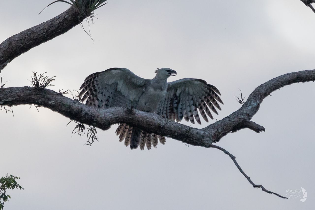El águila harpía es una de las especies que ya registraron en su viaje.