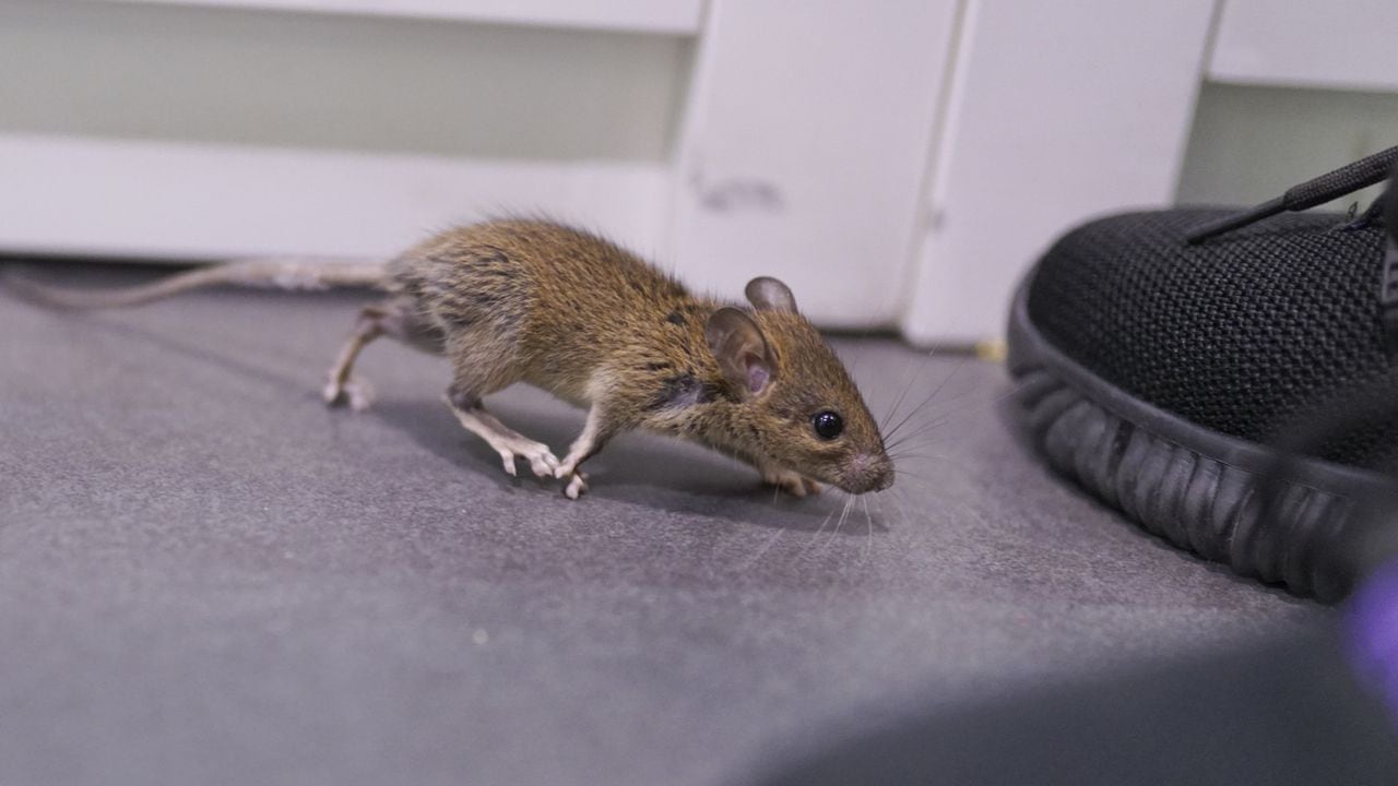La trampa casera que ayuda a atrapar ratones