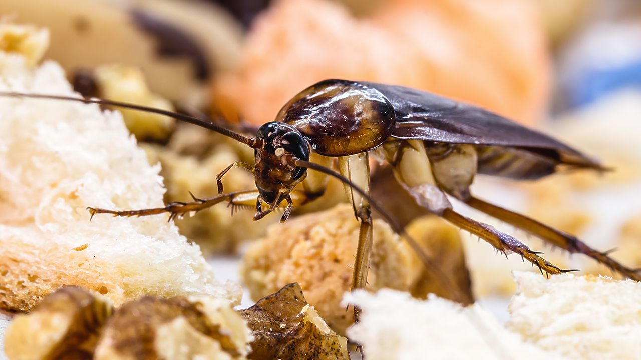 Las cucarachas son insectos que pueden desarrollarse en ambientes húmedos y cálidos.