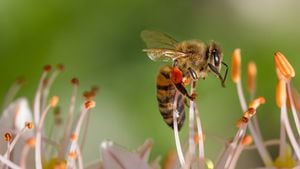 Las abejas son fundamentales para mejorar la productividad de los cultivos. La ANDI busca consolidar alianzas entre los agricultores y apicultores del país.