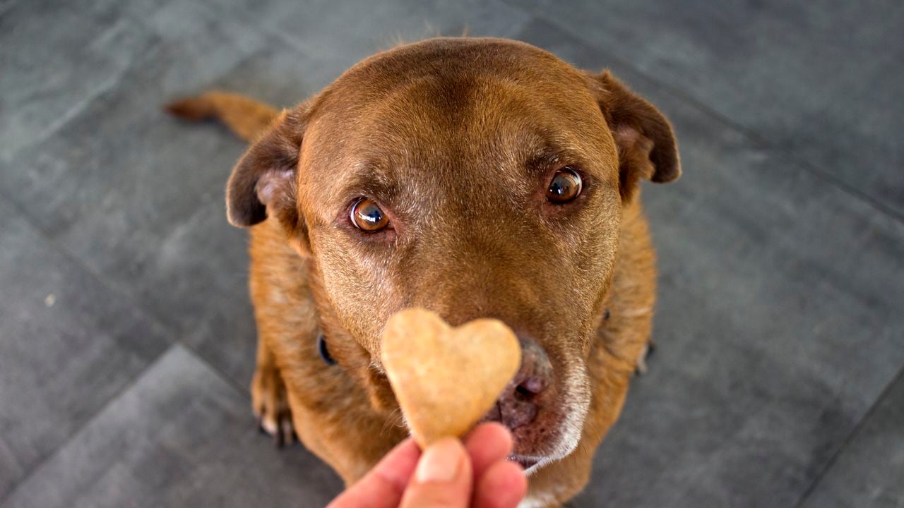 Perro Labrador recibiendo una galleta.