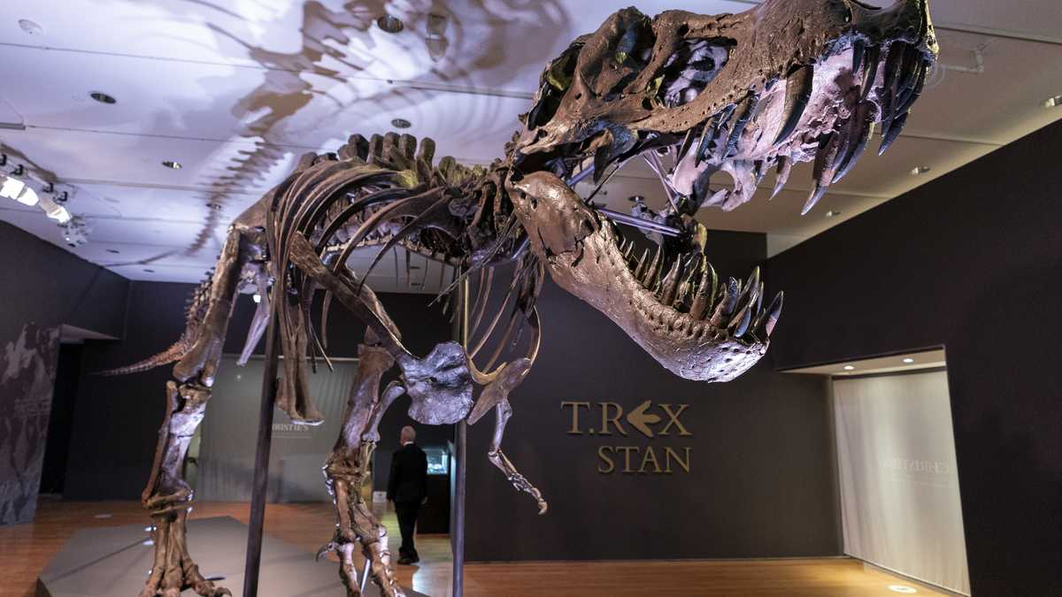Stan, uno de los fósiles de Tyrannosaurus rex más grandes y completos descubiertos, está en exhibición el martes 15 de septiembre de 2020 en Christie's en Nueva York. (Foto AP / Mary Altaffer)