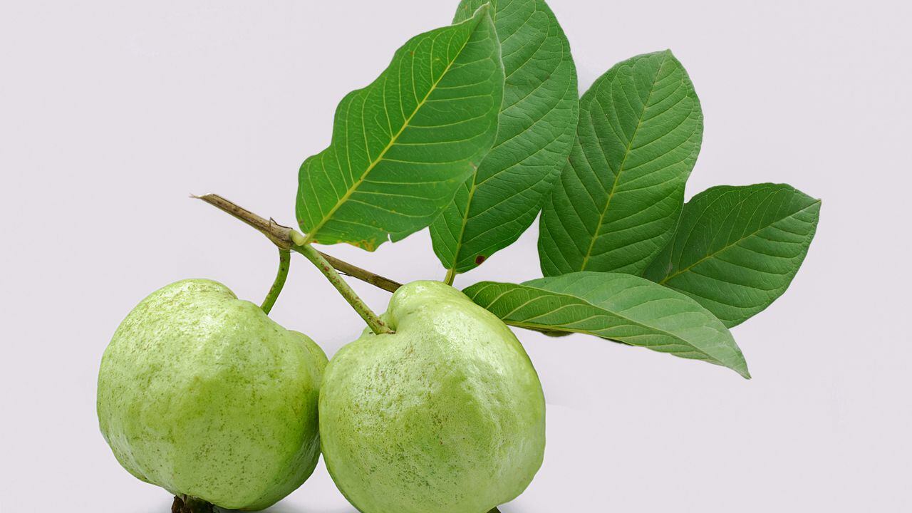 El tiempo que se recomienda para tomar el té de hojas de guayaba, debe ser alrededor de unos 15 días, sobre todo, si toma dos tazas diarias.