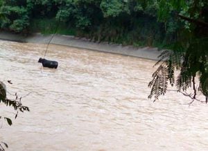 Vaca rescatada en el río Medellín.