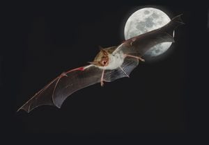 Los murciélagos juegan un papel relevante en la regeneración de los bosques, después de procesos de tala.