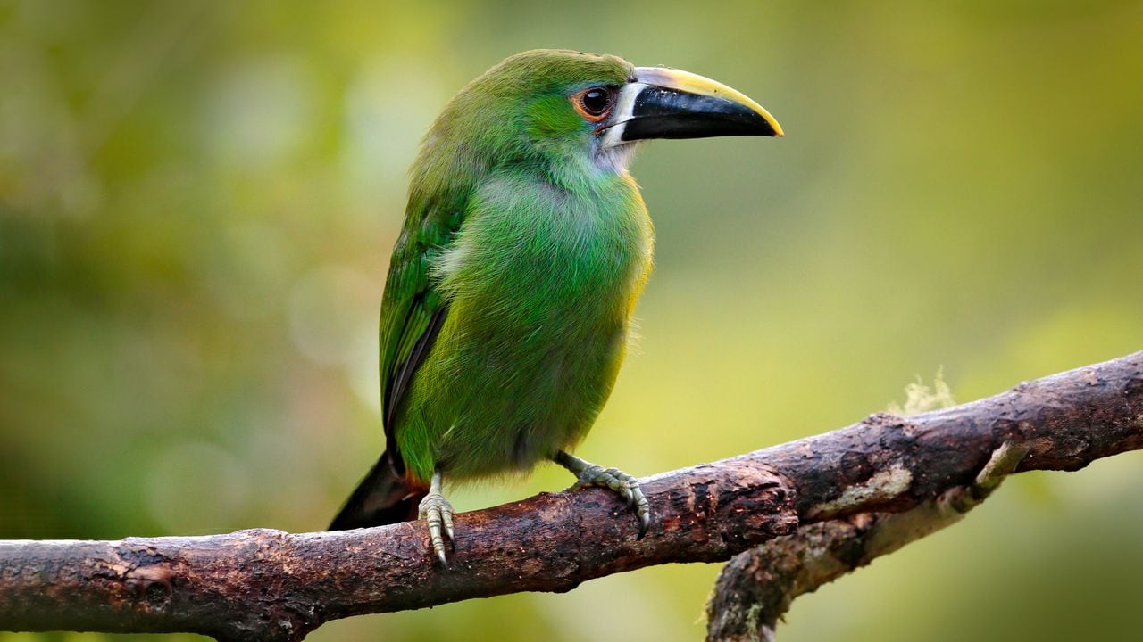 Una escena de vida silvestre en un bosque tropical colombiano: tucán verde, (Aulacorhynchus prasinus) posa en un rama.