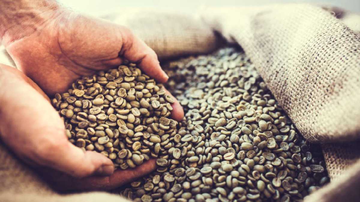 El café verde ayuda a regular los niveles de azúcar en la sangre. Foto: Getty images.