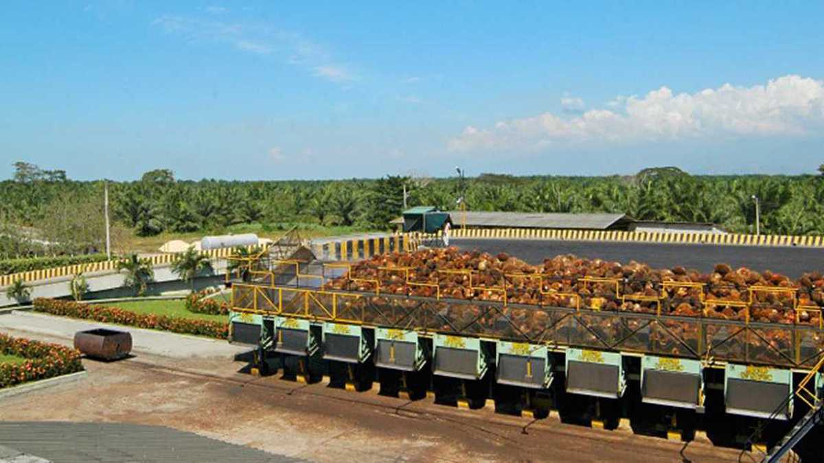 Colombia es el primer productor de aceite de palma en América y el cuarto a nivel mundial, después de Indonesia, Malasia y Tailandia. Imagen de referencia.