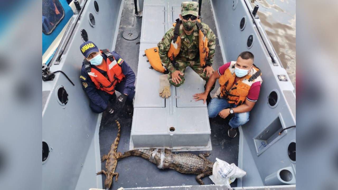 Los caimanes fueron llevados hacia una zona apartada en la Isla Los Micos, en el río Amazonas, y fueron reincorporándolas a su hábitat natural. Foto: Guardacostas de Amazonas