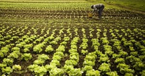 
América Latina y el Caribe dependerán de las importaciones de los tres nutrientes durante el periodo de la previsión, durante el cual se espera que el uso de fertilizantes en la región crezca a un sostenido ritmo anual del 3,3%o, según la FAO.