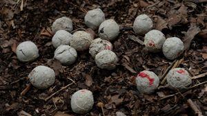 Asís son las esferas del proyecto de "lluvia asistida de semillas". Foto: Frank Chávez, Instituto SINCHI