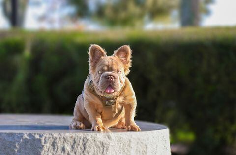 La alimentación del Bulldog Francés Rope Daddy cuesta US$4.200 al año.