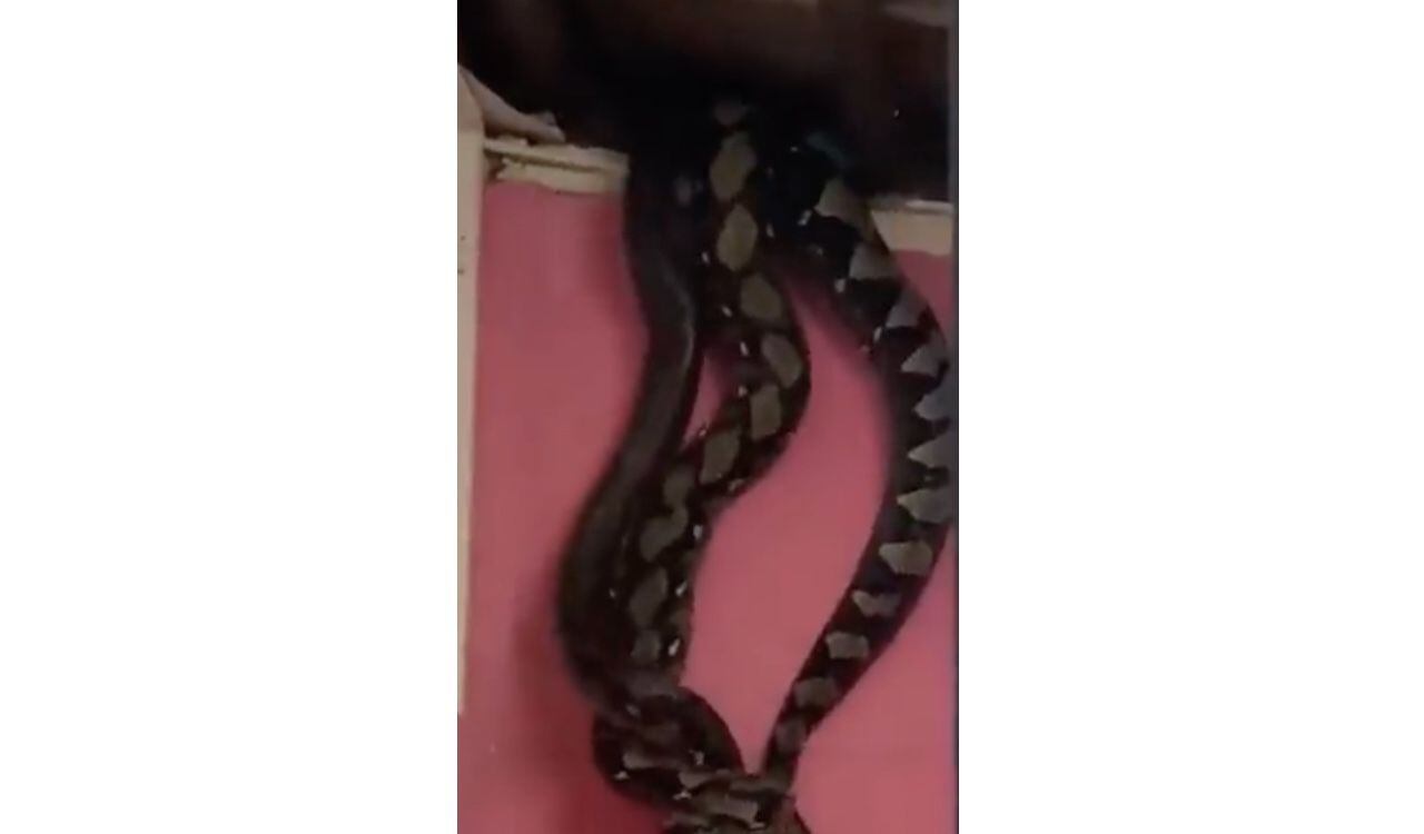 Momento en el caen las serpientes pitón del techo de una casa en Malasia