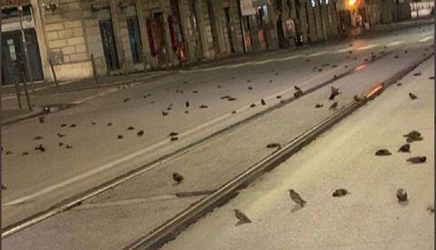 Aves muertas en Roma tras celebraciones de Año Nuevo