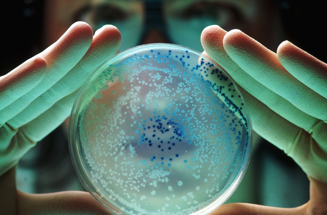 Los microorganismos son aliados en la salud y son capaces de combatir cepas bacterianas nocivas para el organismo