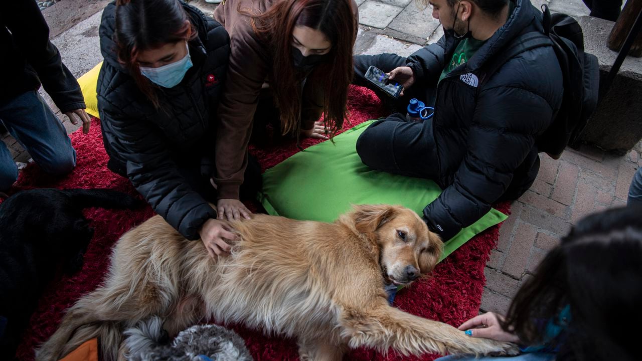 Estudiantes de la Universidad Católica de Chile participan en una terapia con perros adiestrados para reducir el estrés y la ansiedad mientras se reanudan las clases presenciales luego de que fueron suspendidas durante la pandemia de la covid-19.