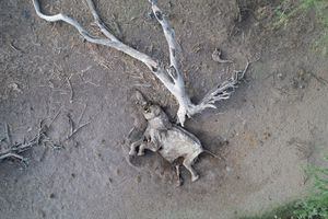 El cadáver de un elefante que murió durante la sequía se ve en la Reserva Nacional Shaba, condado de Isiolo, Kenia, 22 de septiembre de 2022. 